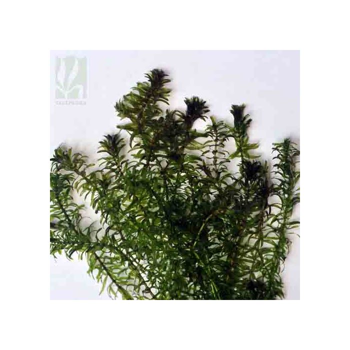 Egeria najas