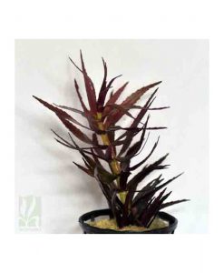 Limnophila  aromatica/ hippuroides -Purple