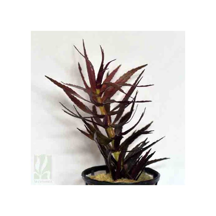 Limnophila aromatica/ hippuroides -Purple