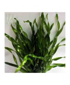 Vallisneria ' mini twister'