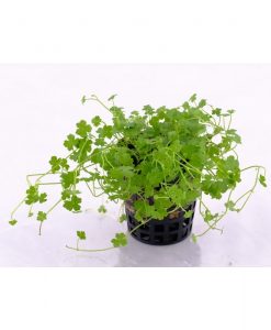Hydrocotyle tripartita 'Mini'
