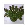 Rotala Rotundifolia 'orange'