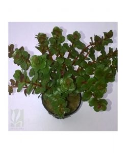 Rotala Rotundifolia 'orange'