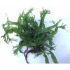 Microsorum pteropus 'Staghorn fern'