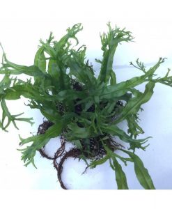 Microsorum pteropus 'Staghorn fern'