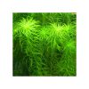 Syngonanthus sp. 'Belem'