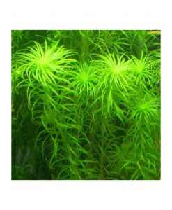 Syngonanthus sp. 'Belem'