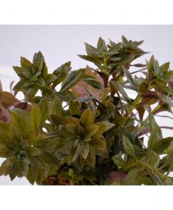 Limnophila Aromatica Mini