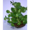 Rotala sp. 'Ceylon'