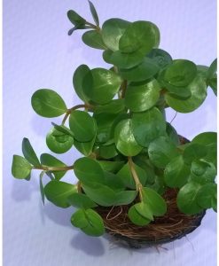 Rotala sp. 'Ceylon'