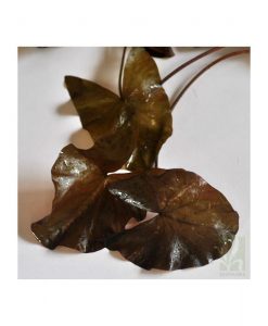 Nymphaea sp. (Red lilly)