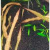 Cryptocoryne Spiralis 'tiger'