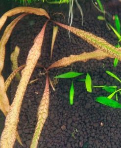 Cryptocoryne Spiralis 'tiger'