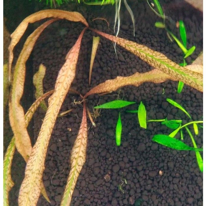 Cryptocoryne Spiralis 'tiger'