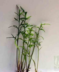 Ceratopteris Thalictroides