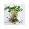 Marsilea  sp. fern -Giant