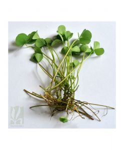 Marsilea  sp. fern -Giant