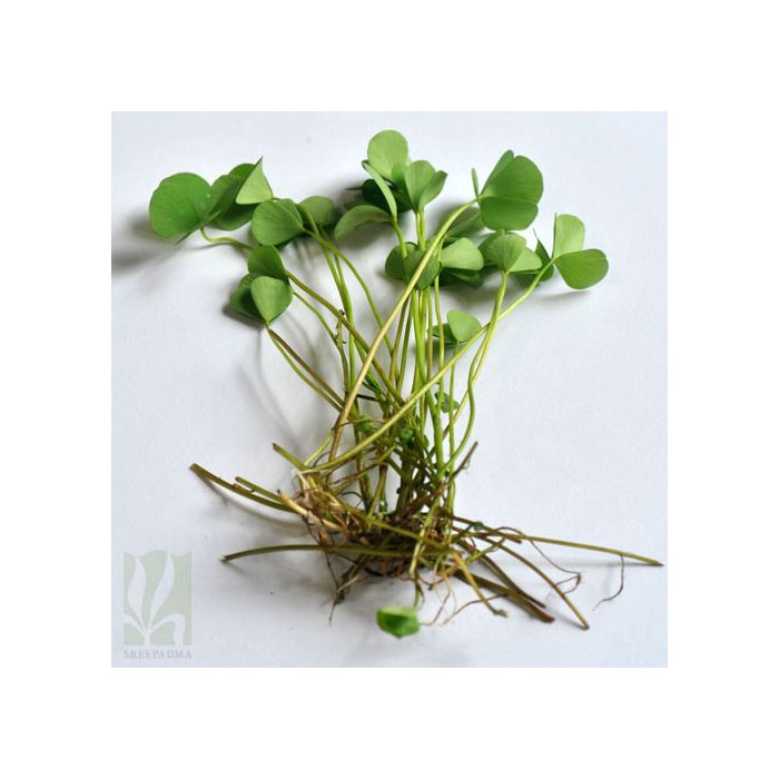 Marsilea sp. fern -Giant