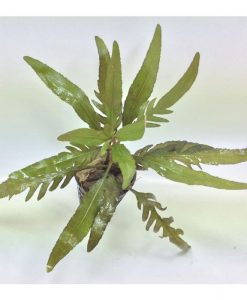 Staurogyne Sp. 'Bihar'