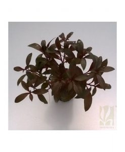 Ludwigia Perennis/ Glandulosa