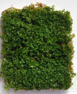 Micranthemum 'monte carlo'