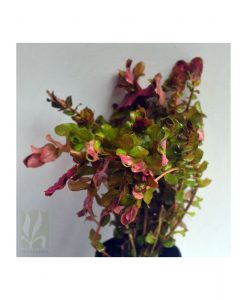 Rotala Macrandra - Pink