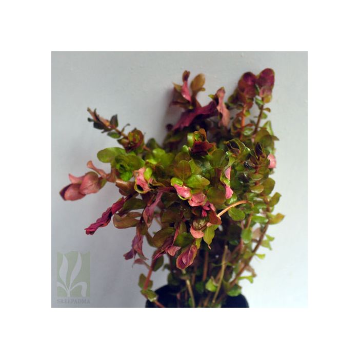 Rotala Macrandra - Pink