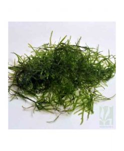 Vesicularia dubyana -'Java moss'