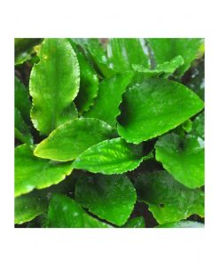 Lagenandra nairii 'Compact'