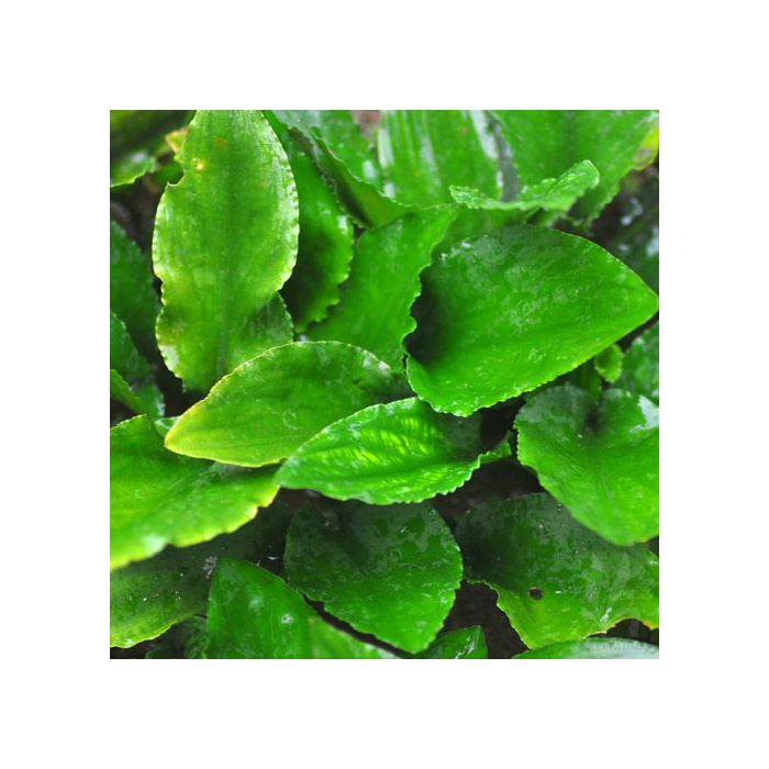 Lagenandra nairii 'Compact'