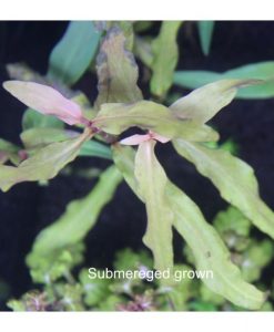Polygonum sp. 'Broad Leaf'