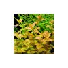 Ludwigia atlantis 'Dark Orange'
