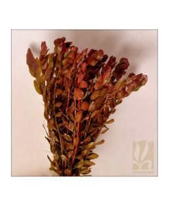 Rotala macrandra 'Narrow leaf'