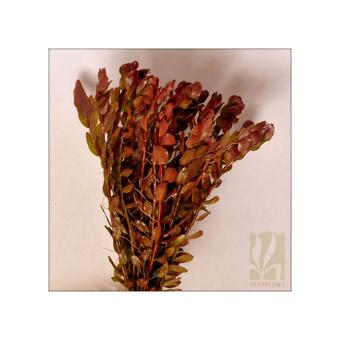 Rotala macrandra 'Narrow leaf'
