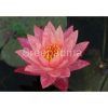 Nymphaea 'Wanvisa'