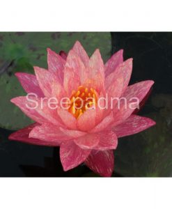 Nymphaea 'Wanvisa'
