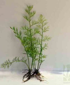 Ceratopteris sp. China