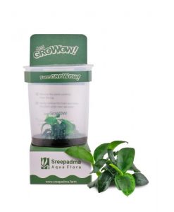 Anubias 'Petite' - GroWoW! Series