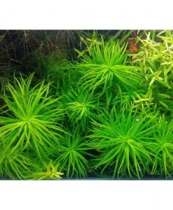 Syngonanthus sp. 'Lago Grande'