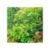Rotala nanjenshan