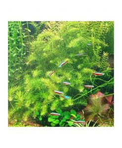 Rotala nanjenshan