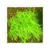 Utricularia graminifolia