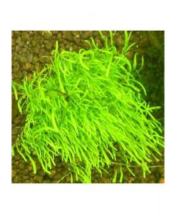 Utricularia graminifolia