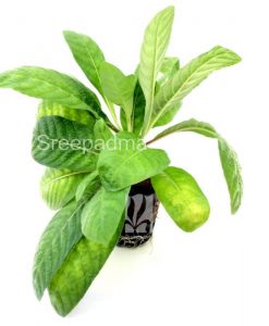 Staurogyne zeylanica