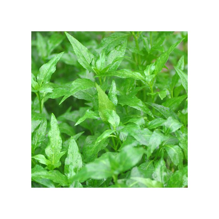 Gymnocoronis spilanthoides