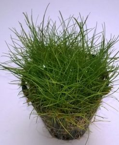 Eleocharis parvula 'Japanese'
