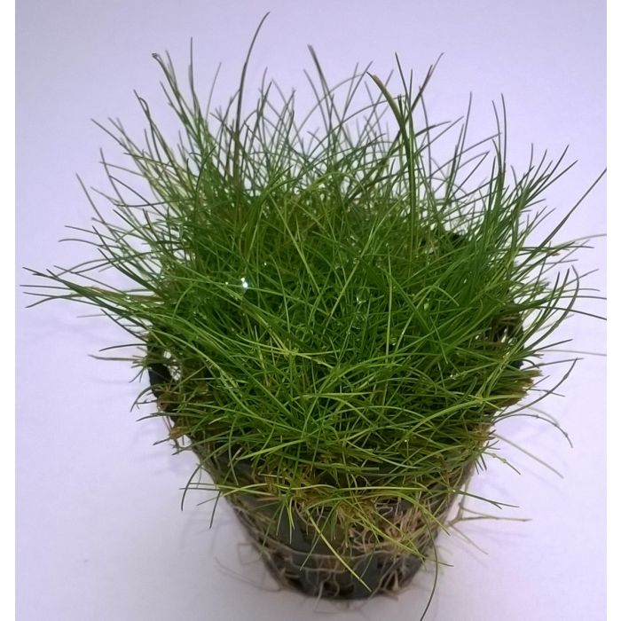 Eleocharis parvula 'Japanese'