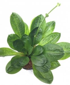 Echinodorus Parviflorus "Tropica"