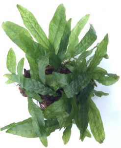 Microsorum pteropus 'Green Gnome'