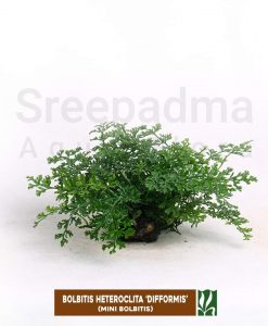 Bolbitis heteroclita 'difformis'